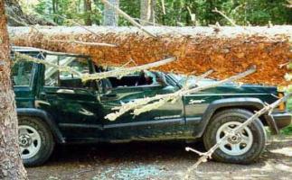Jeep Smashed by a large tree.