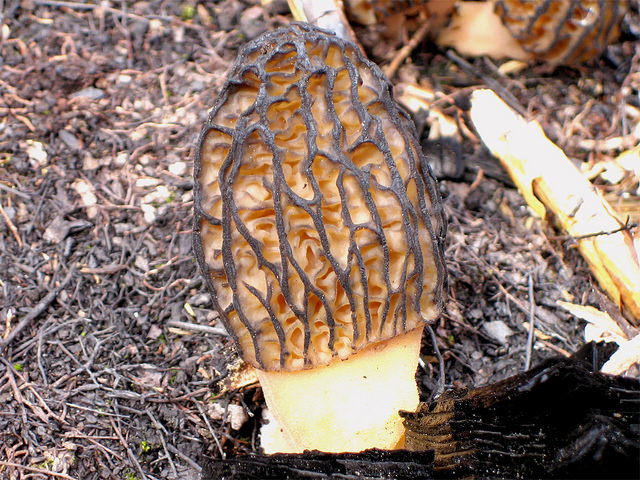 photograph of a morel mushroom in a fire-burned area