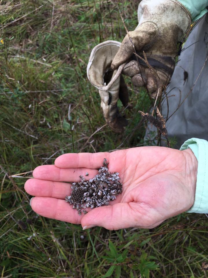 Midewin Ecologist Bill Glass with Purple Prairie Clover seeds