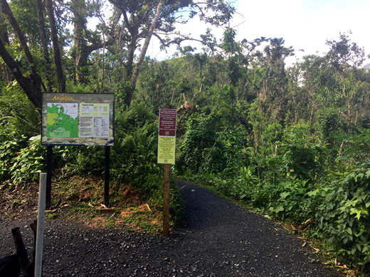 Forest lined trail with trailhead signs