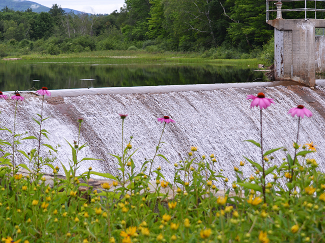 Pink cone flowers pop up from w wetland that is managed by a dam in the background.