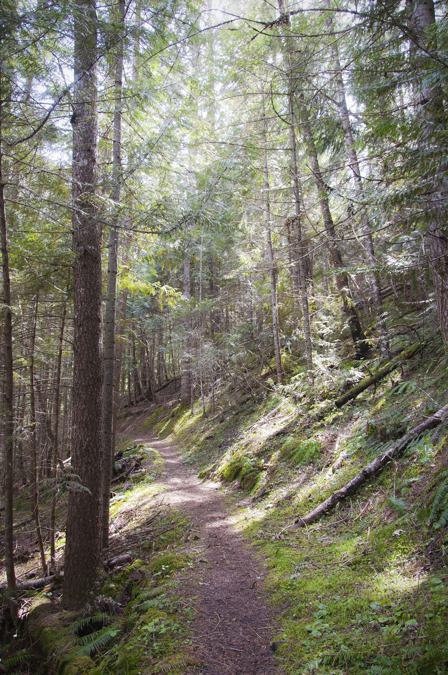 A single track dirt trails runs along a side slope in a conifer forest.