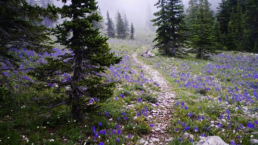 Field of lupine on a rocky mountain forest slope