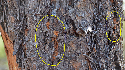 Close-up photograph of bark on a ponderosa pine showing frass from bark beetle attack