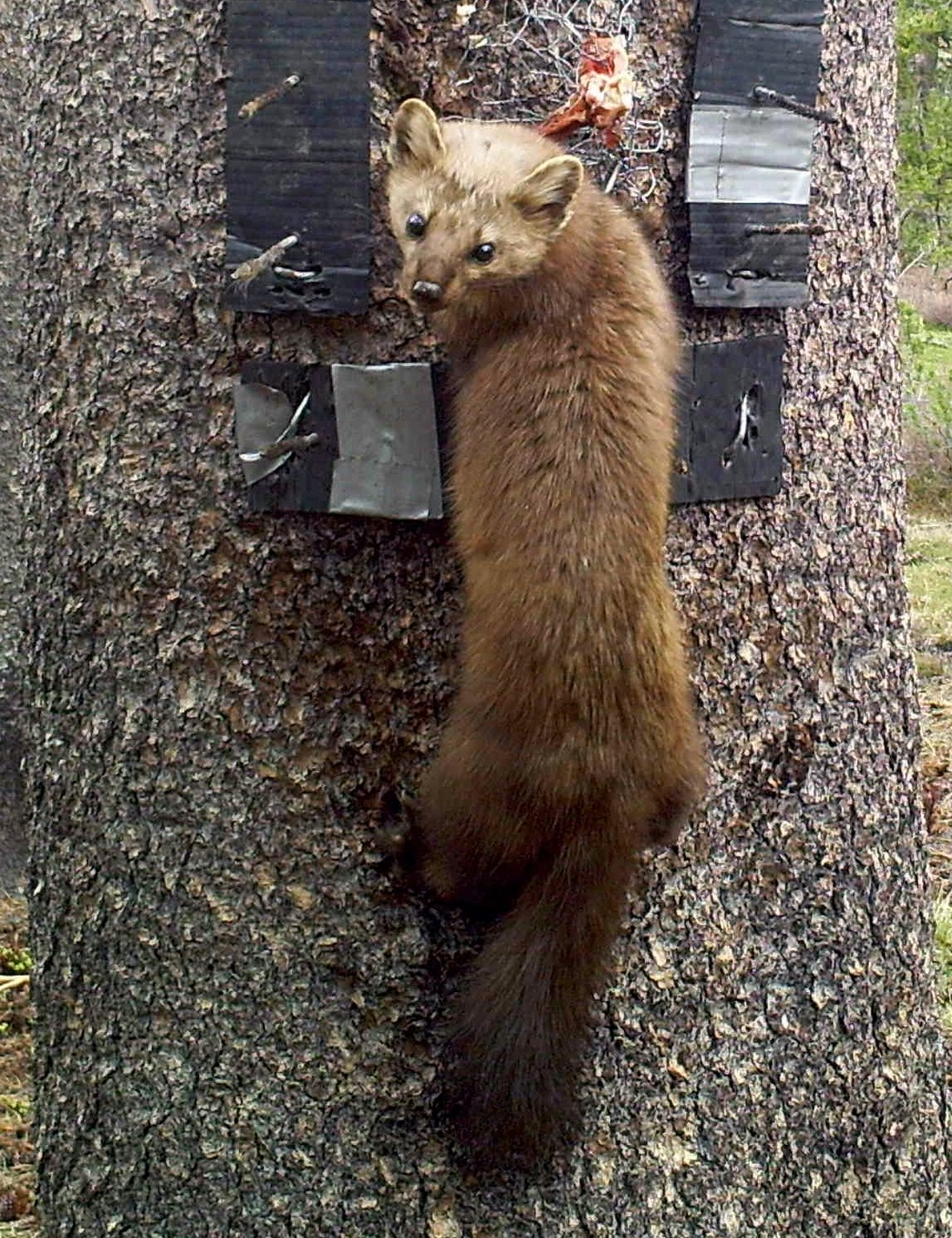 Pacific marten visiting a camera station from the Sierra Nevada Carnivore Monitoring Program