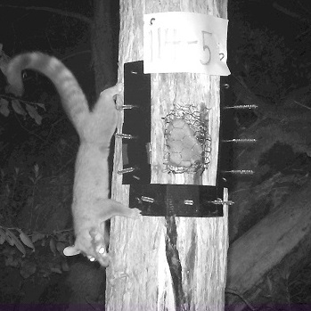 Ring-tailed cat visiting a camera station.