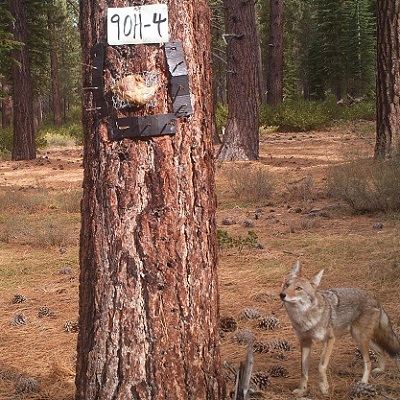 Coyote visiting a camera station.