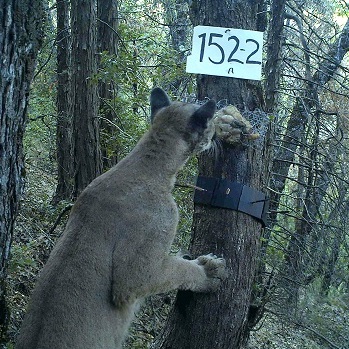 Mountain lion visiting a camera station.