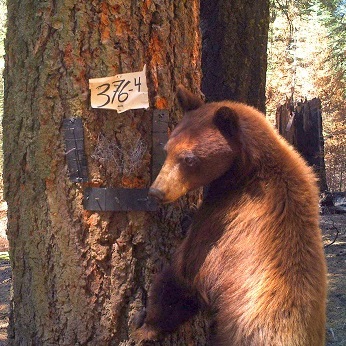 Bear visiting a camera station.