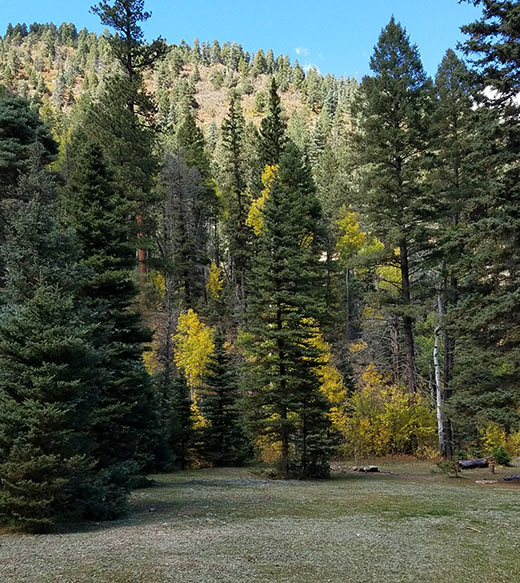 Fall scene of grassland meadow with fall aspen and evergreen trees in background