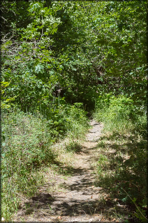 North Umpqua Trail #1414.03 Panther Segment - Typical trail
