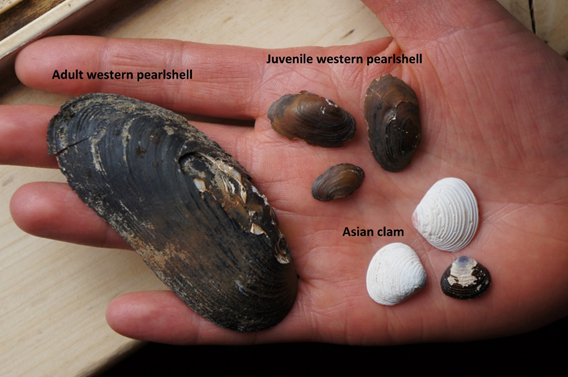 A comparison of adult and juvenile western pearlshell with Asian clam.