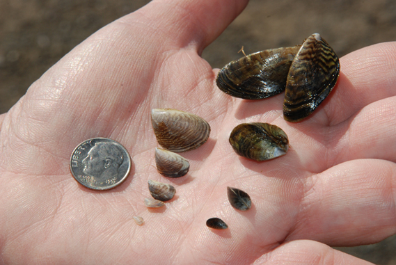 Size of zebra and quagga mussels compared to a dime.