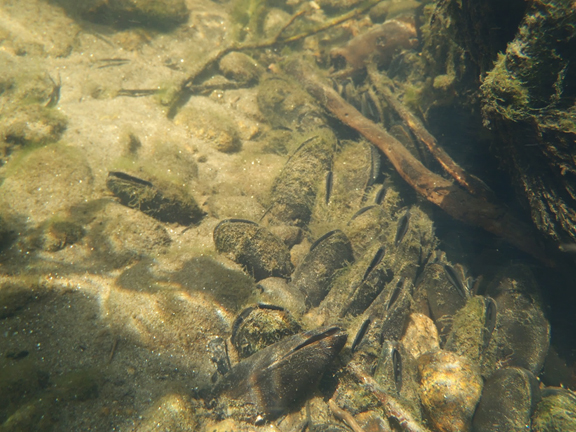 A Western pearlshell mussel bed in the Upper Truckee River.