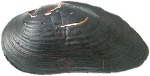 Western pearlshell mussel exterior shell.