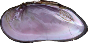 Western pearlshell mussel interior shell.