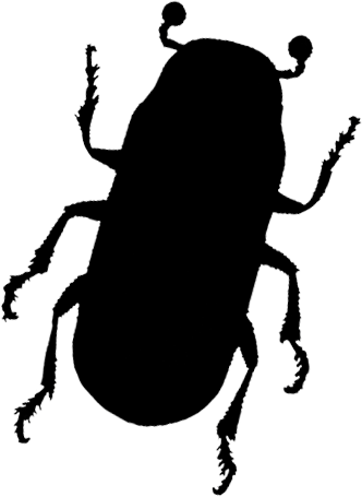 Graphic of a bark beetle