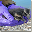 Two small eiders being held.