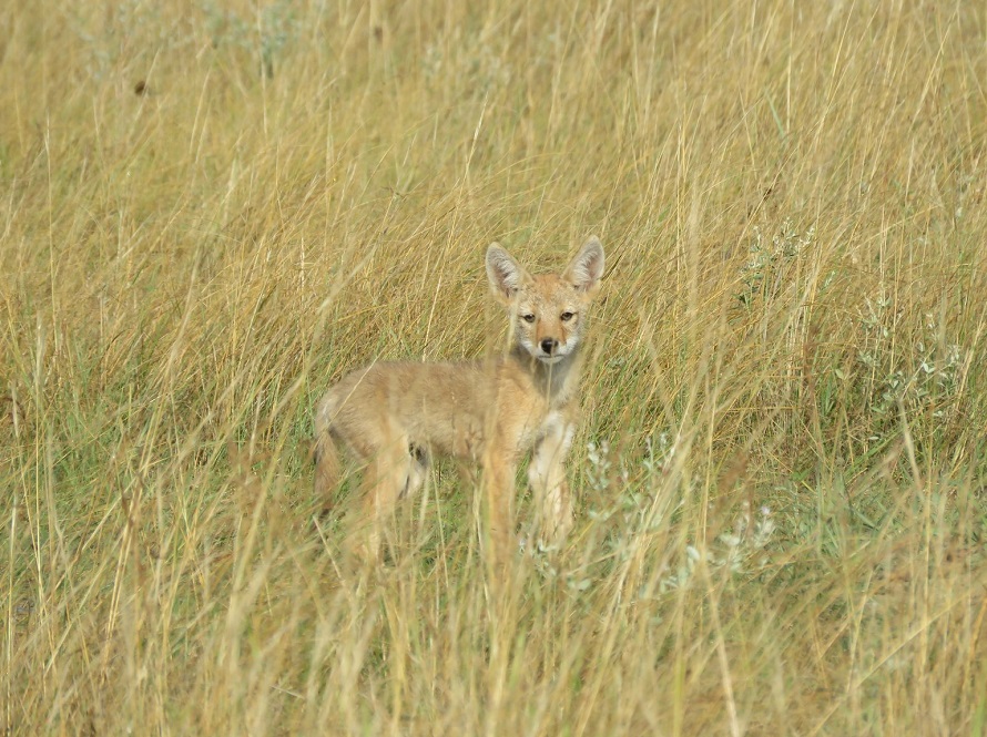 A coyote hides within tall grass