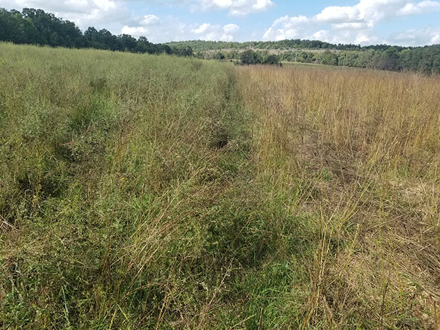 Pasture field divided by fencing, removed, showing regrowth on the left and recently grazed on right