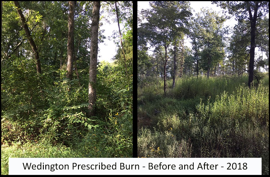 Wedington prescribed burn before and after 2018