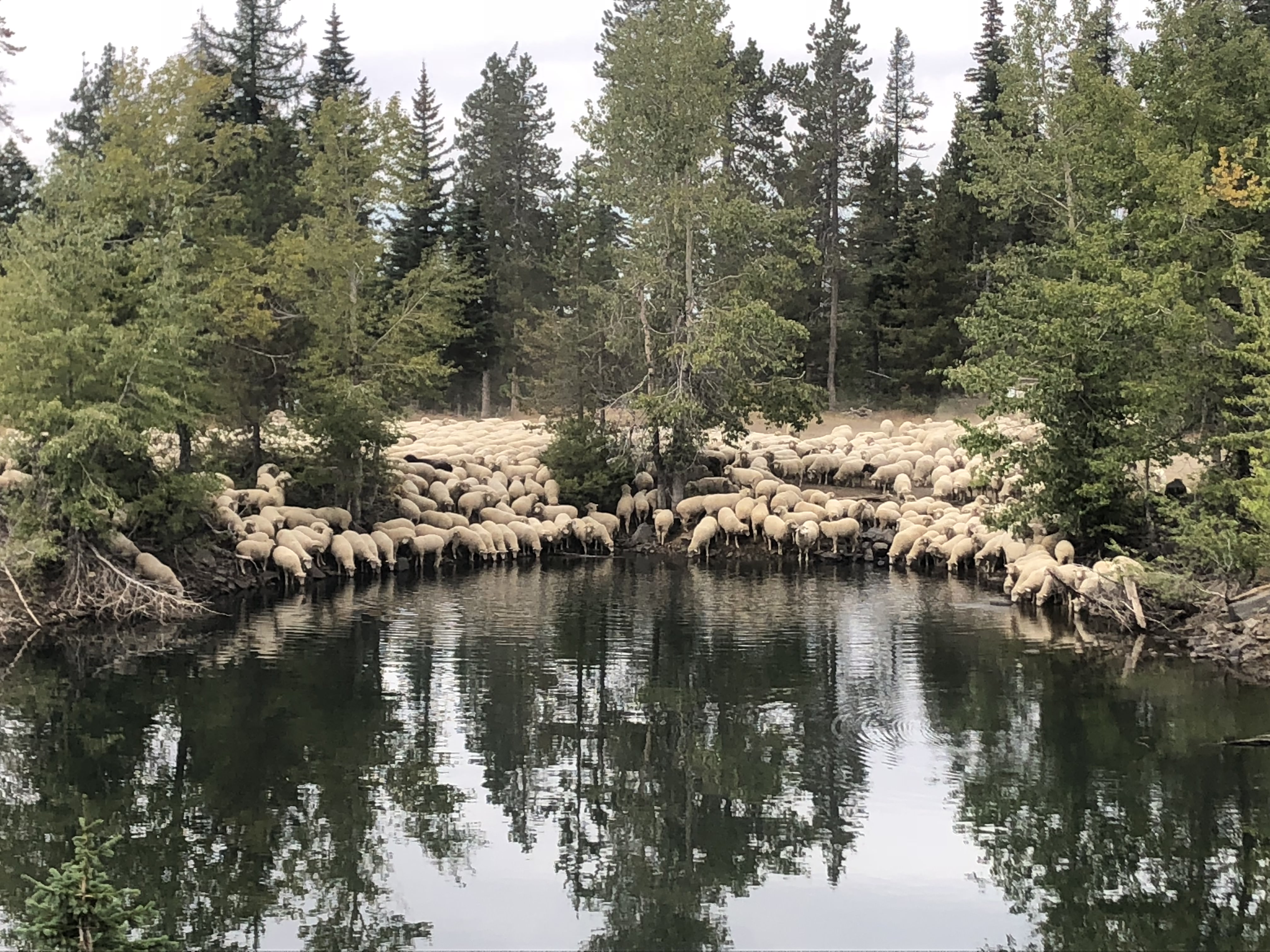 A band of sheep drink out of a water hole