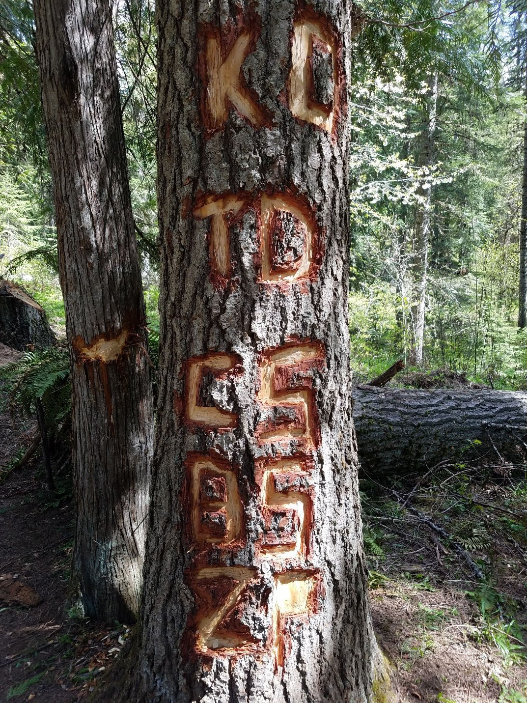 Ten large letters carved in the bark of a tree at Rackliff Campground.