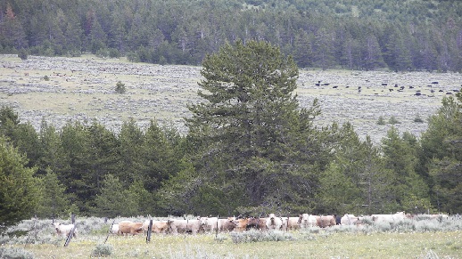 Sheep grazing on the Forest