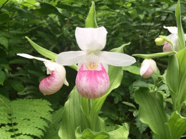 pink and white lady slipper
