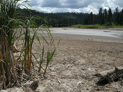 Image of drained lake and cattails