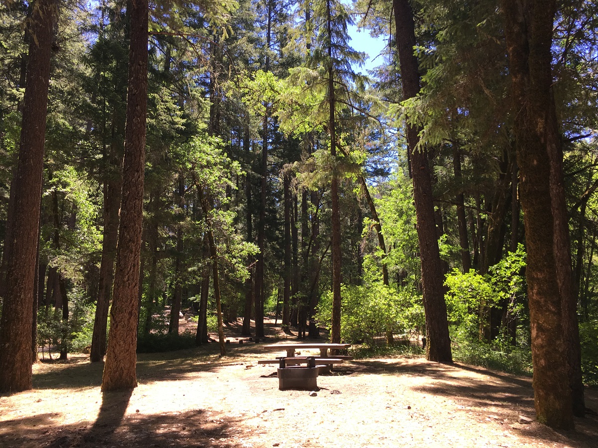 A campsite with picnic table and fire ring beneath large pine trees in Forest Glen Campground.