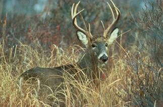 Hunting: Deer with large rack