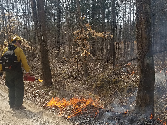 Forest service personnel use a drip torch to ignite forest debris.