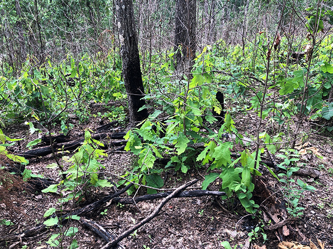 Green oak sprouts cover a charred forest floor.