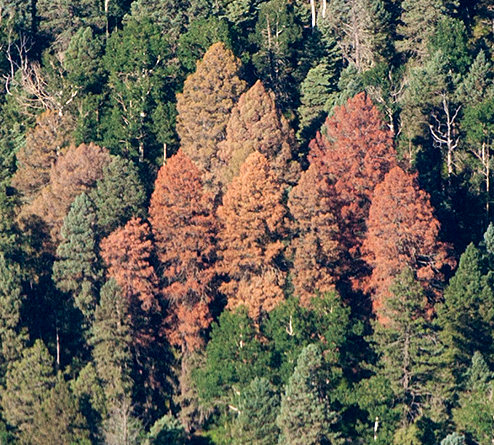 Aerial photograph of Douglas-fir beetle infected trees