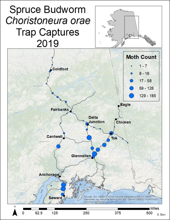 Map of C. orae trap catches in 2019.