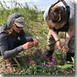 Mara Menahan works with a partner doing a dwarf fireweed study in Togiak..
