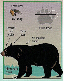 Adult Black Bear