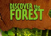 Discover the Forest logo 3