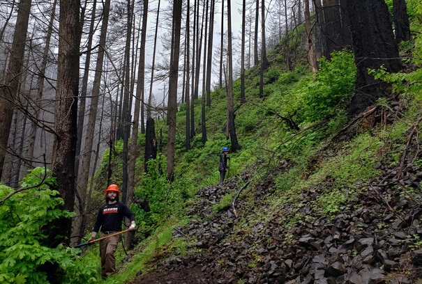 A trail worker on a rocky trail with burned trees standing with new green growth on forest floor.