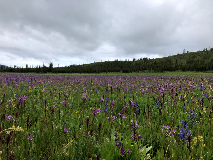 Camas Lilies in Bear Valley, June 2020