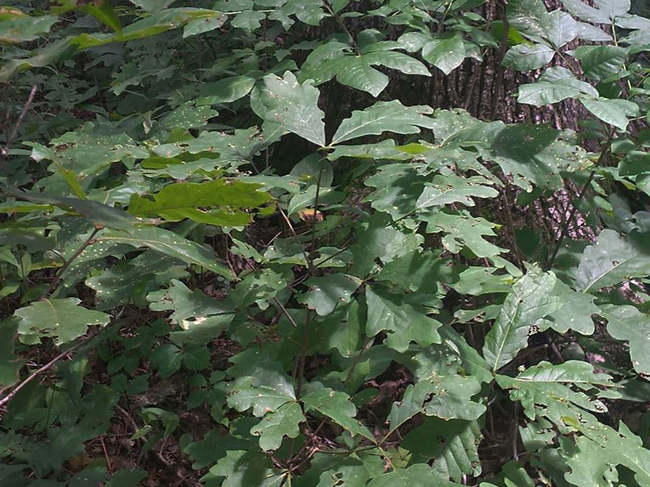 A close up of green oak leaves.