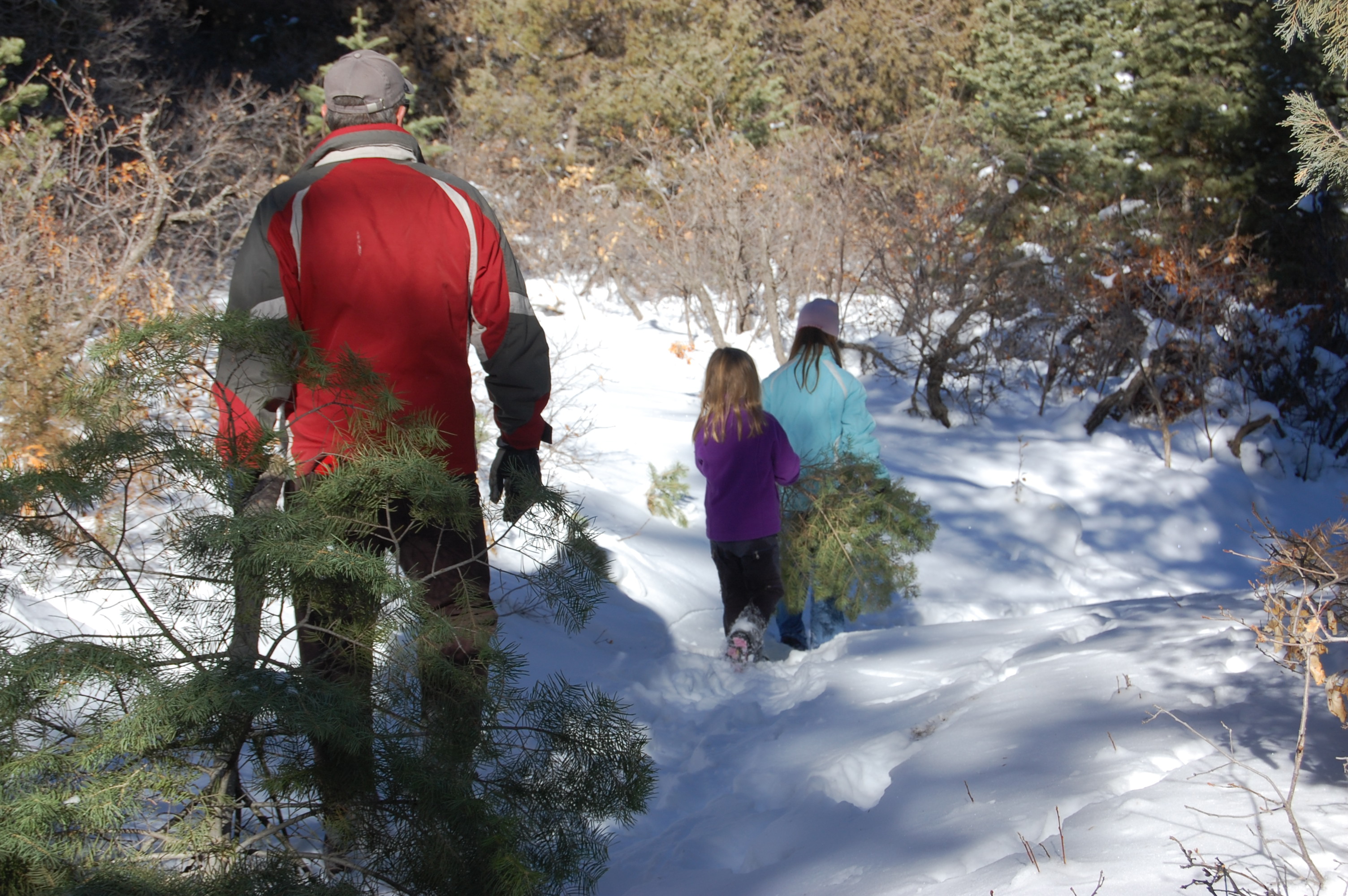 Two girls carry a small Christmas woods on a snow packed trail. A man follows dragging a larger tree