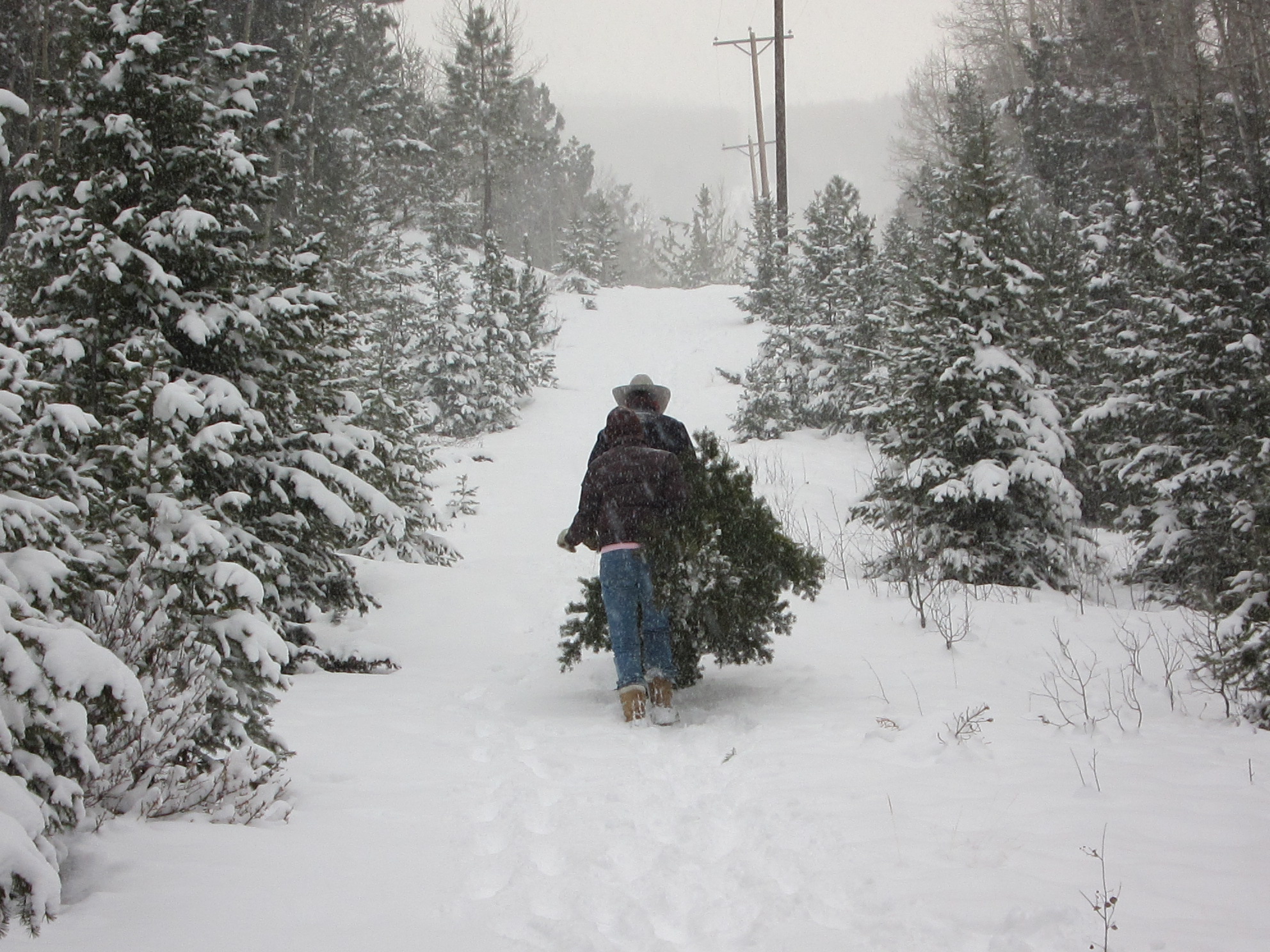 A father and daughter carry a Christmas Tree through a snowy forest opening.
