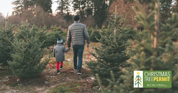 Image of a man and child choosing their Christmas tree in the forest