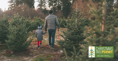 A child and man walking through field of Christmas trees