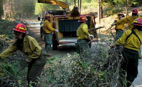 People clearing brush