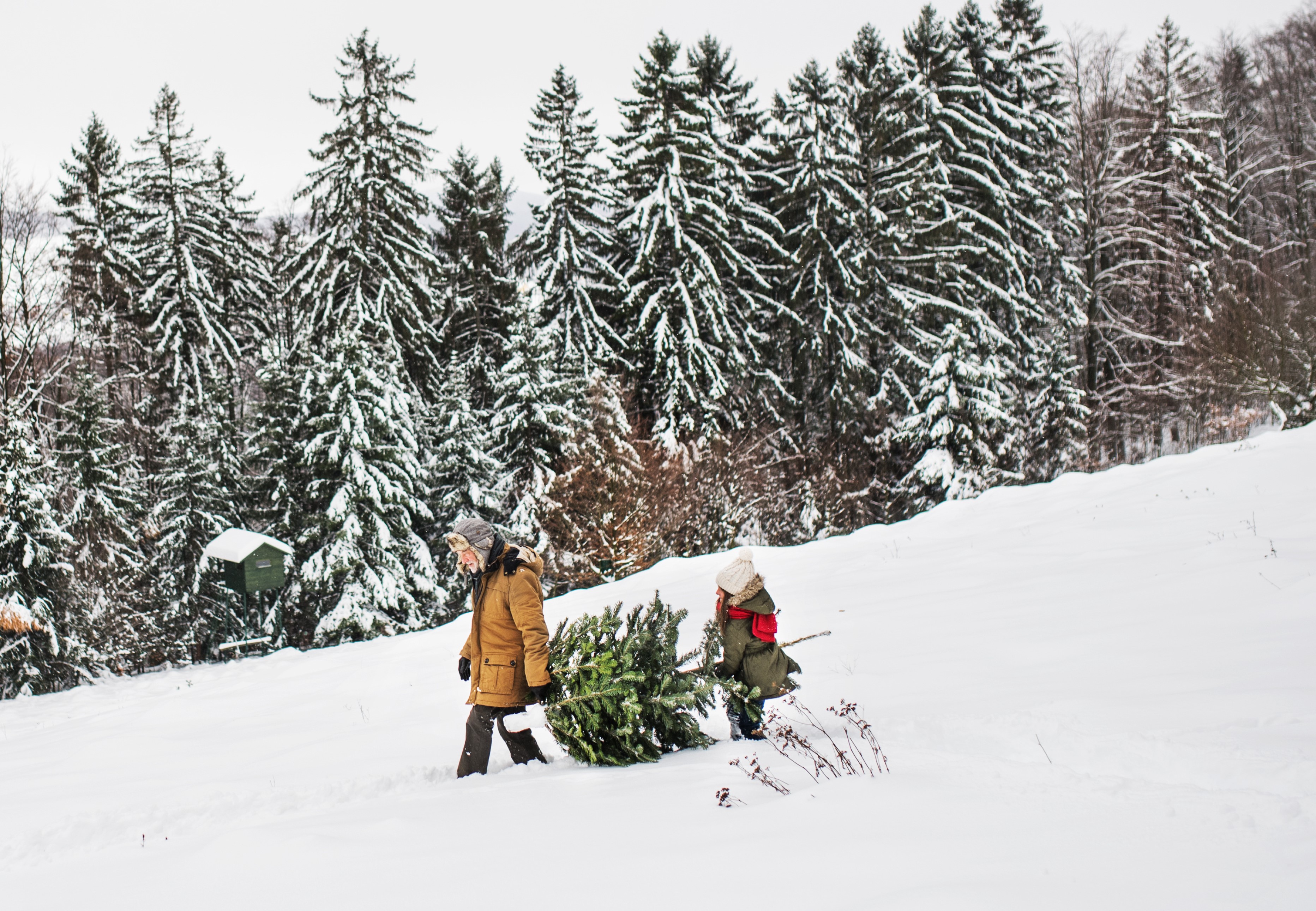Christmas Trees on the Klamath National Forest in 2020