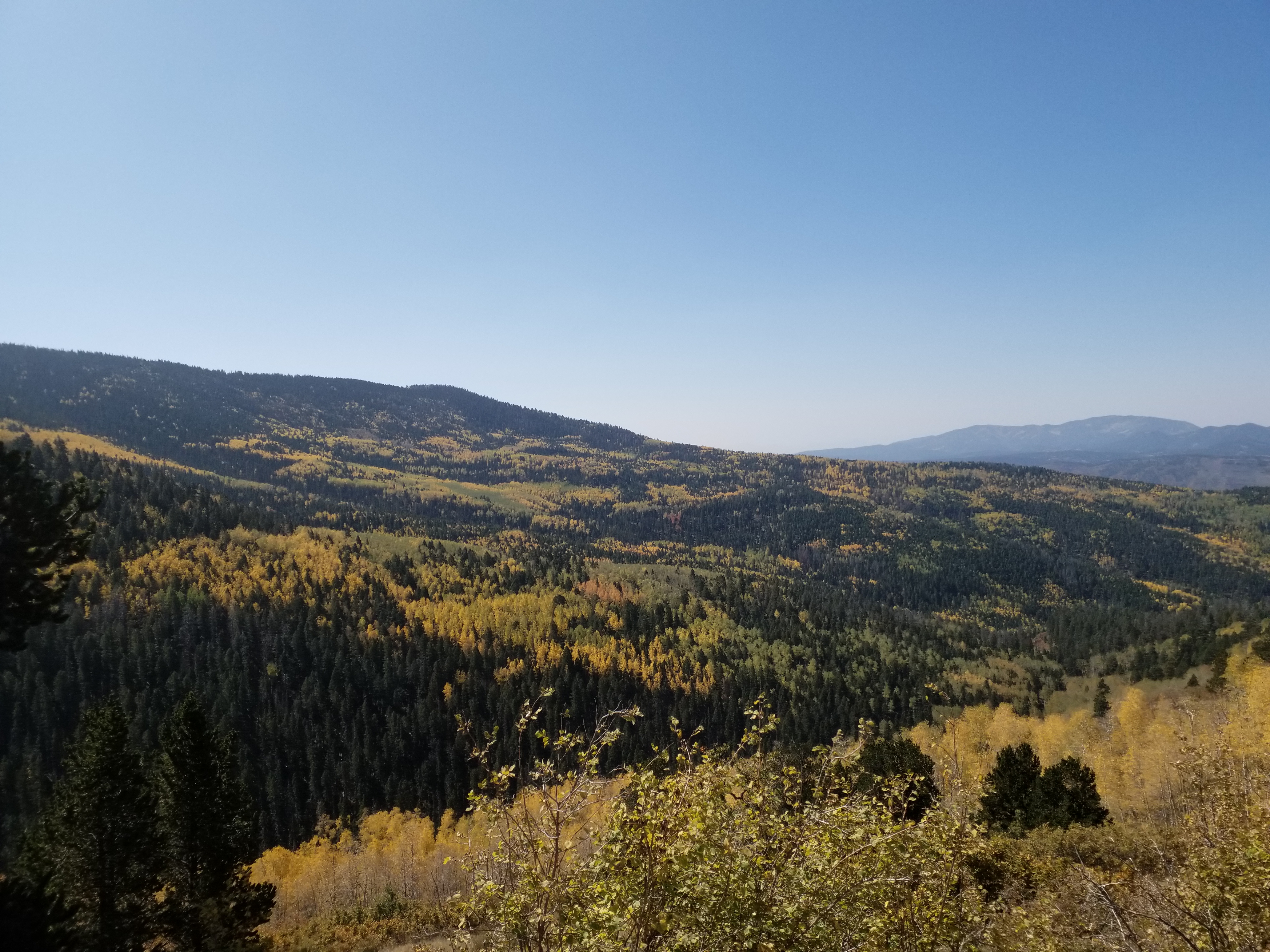 View of a mountain hillside with yellow aspen and pine trees.