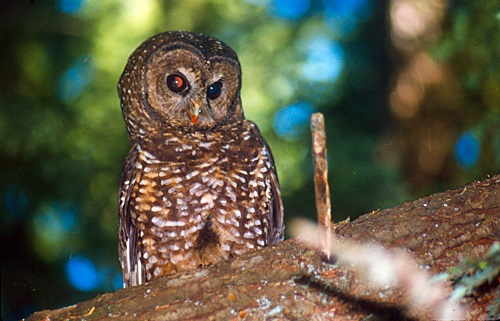 Photo of a large spotted owl.